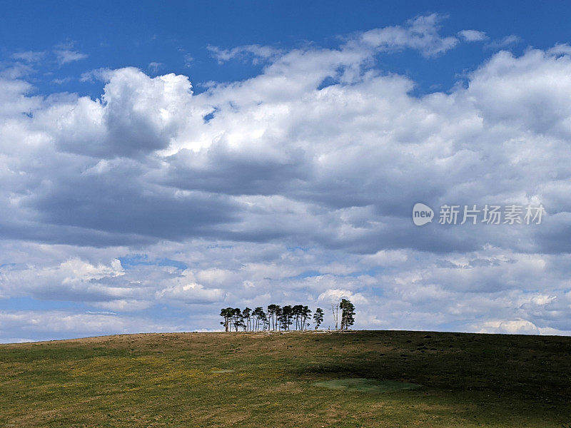 犹他州Markagunt高原上的Lone Aspen grove